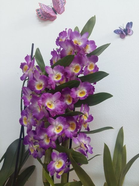  - Dendrobium nobile