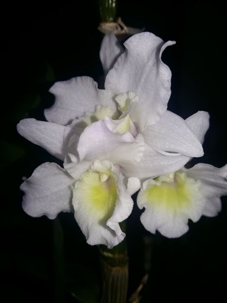  - Dendrobium nobile