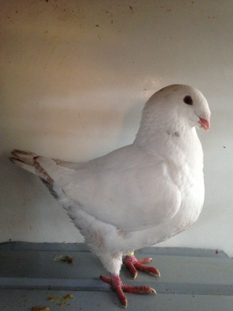 F 2017 vanduta - Porumbei vanduti 2017-2025