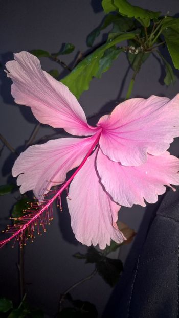 Pink Wings - Hibiscuși 2018