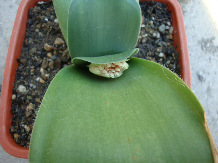 Haemanthus albiflos Facq.1797. - Genul Haemanthus