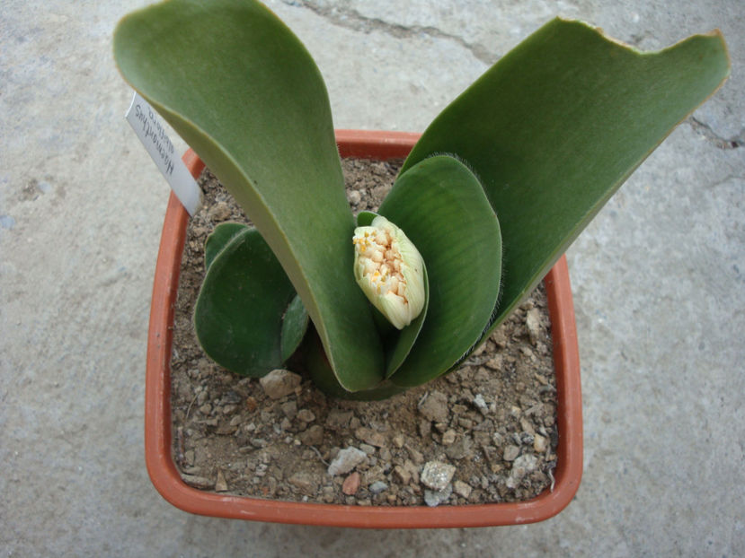 Haemanthus albiflos Jacq. 1797. - Genul Haemanthus