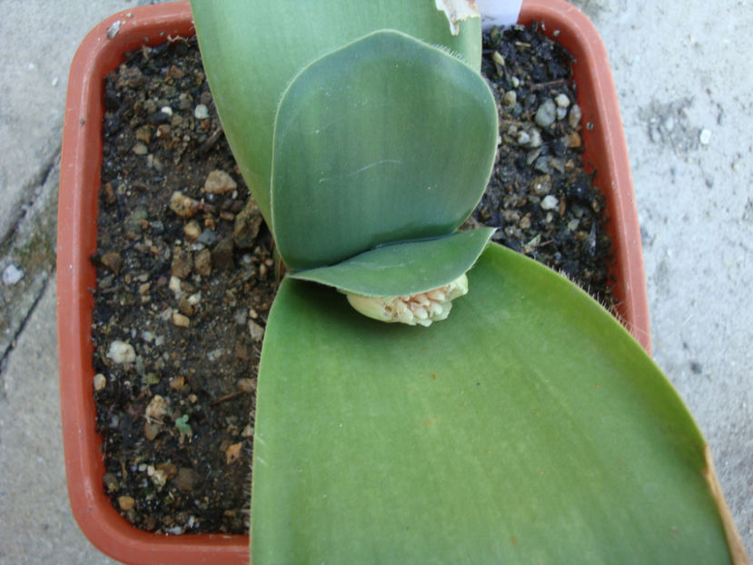 Haemanthus albiflos Jacq. 1797. - Genul Haemanthus