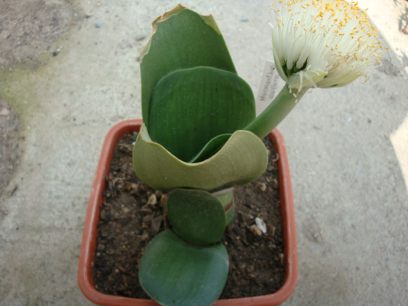 Haemanthus albiflos Jacq. 1797. - Genul Haemanthus