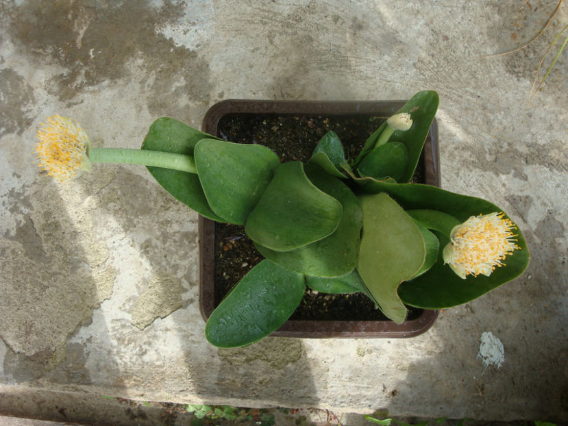 Haemanthus albiflos Jacq.1797. - Genul Haemanthus