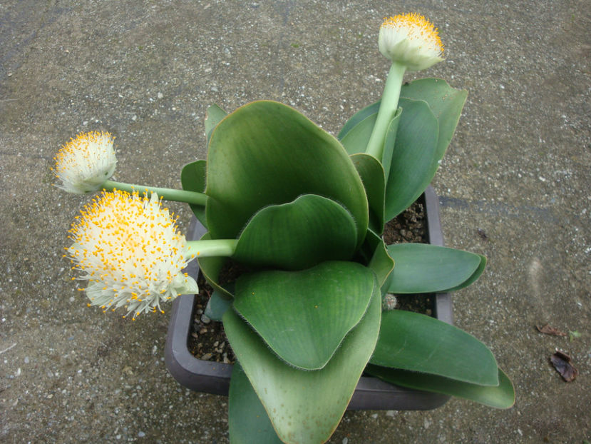 Haemanthus albiflos Jacq.1797. - Genul Haemanthus