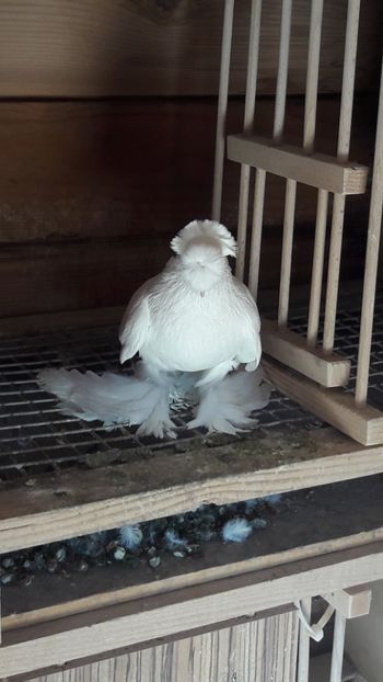  - 1 jucători dublu motati