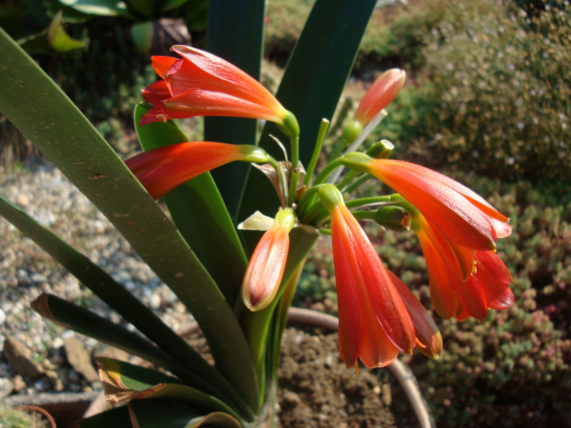 Clivia gardenii Hook.1855. - Genul Clivia