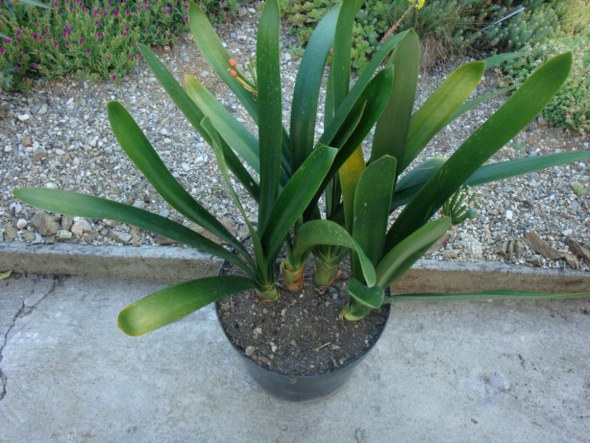 Clivia miniata (Lindl.) Bosse 1859. - Genul Clivia