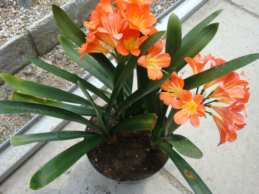Clivia miniata (Lindl.) Bosse 1859. - Genul Clivia