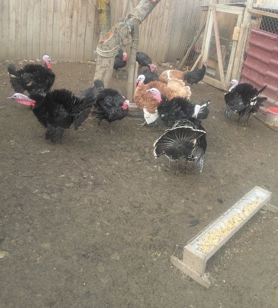 20180107_122025 (2) - Curci