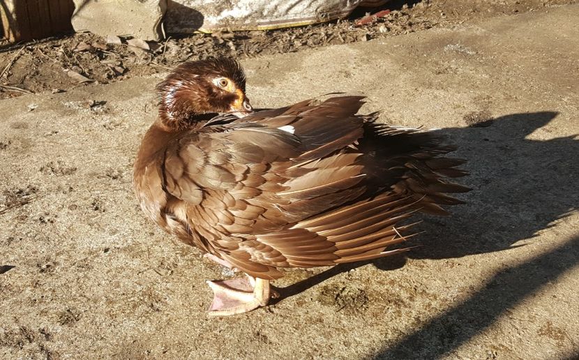  - 0001 rate lesesti matca 2018