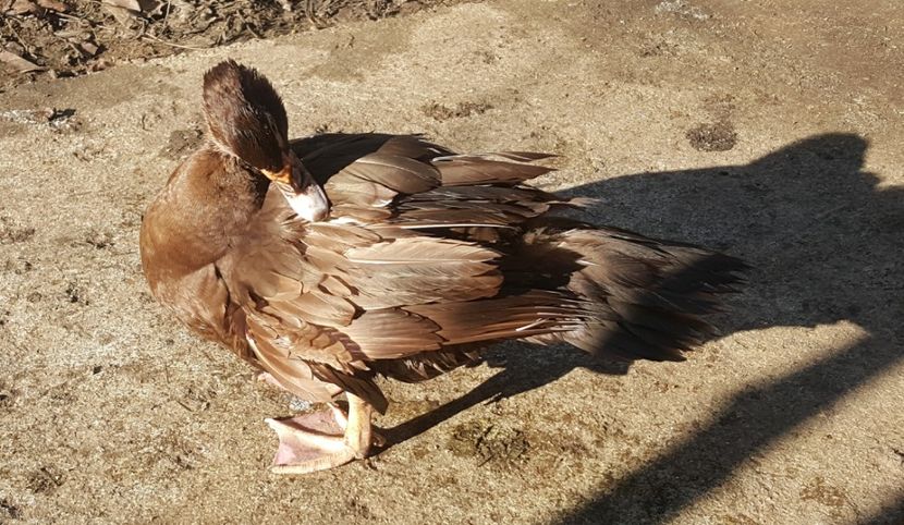  - 0001 rate lesesti matca 2018