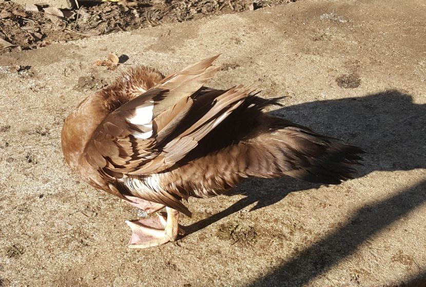  - 0001 rate lesesti matca 2018