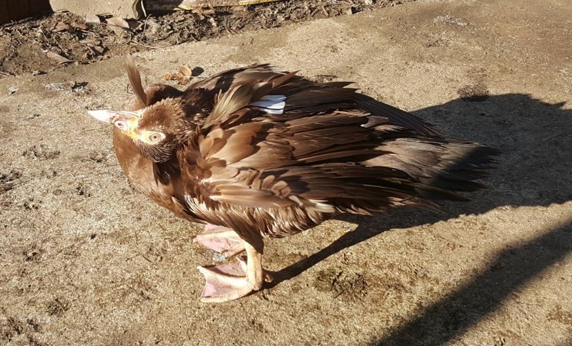  - 0001 rate lesesti matca 2018