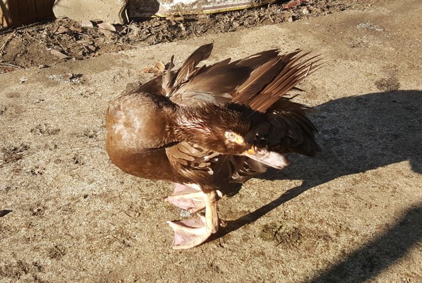  - 0001 rate lesesti matca 2018