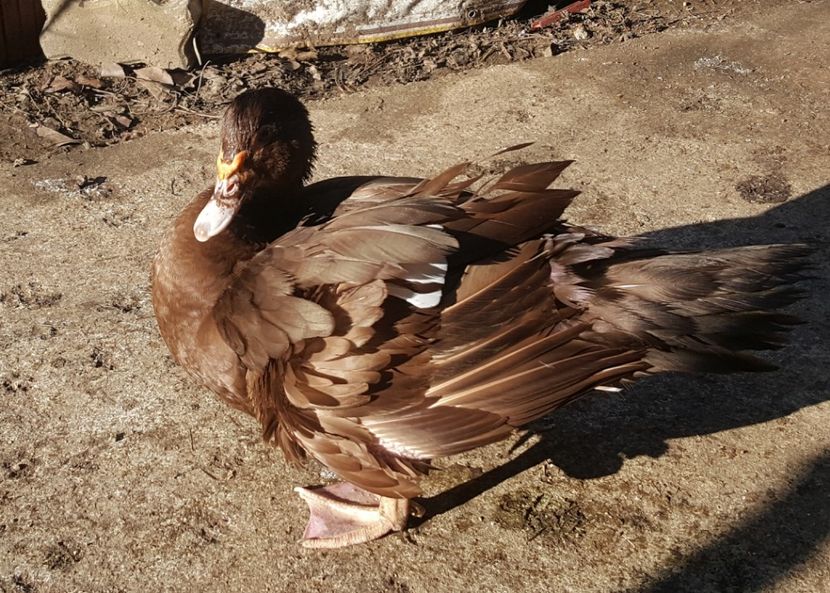  - 0001 rate lesesti matca 2018