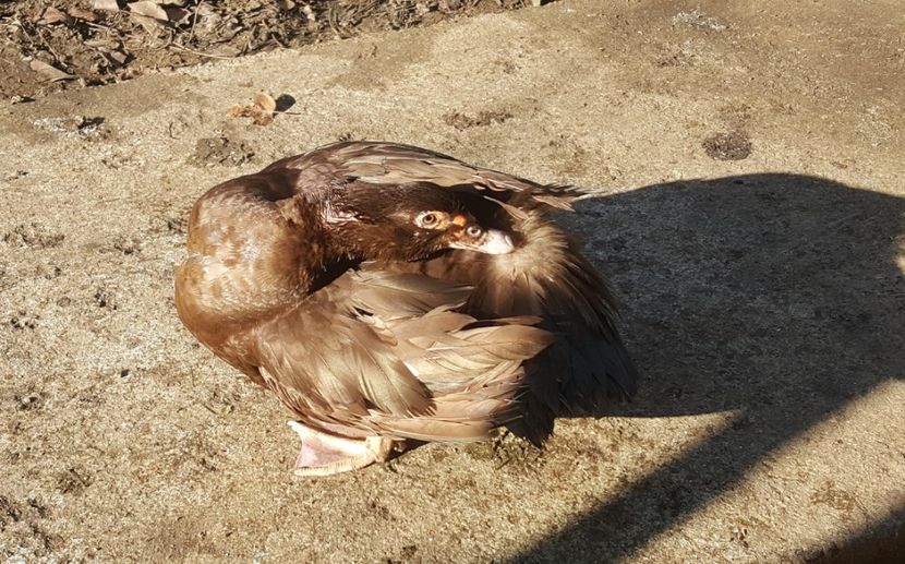  - 0001 rate lesesti matca 2018