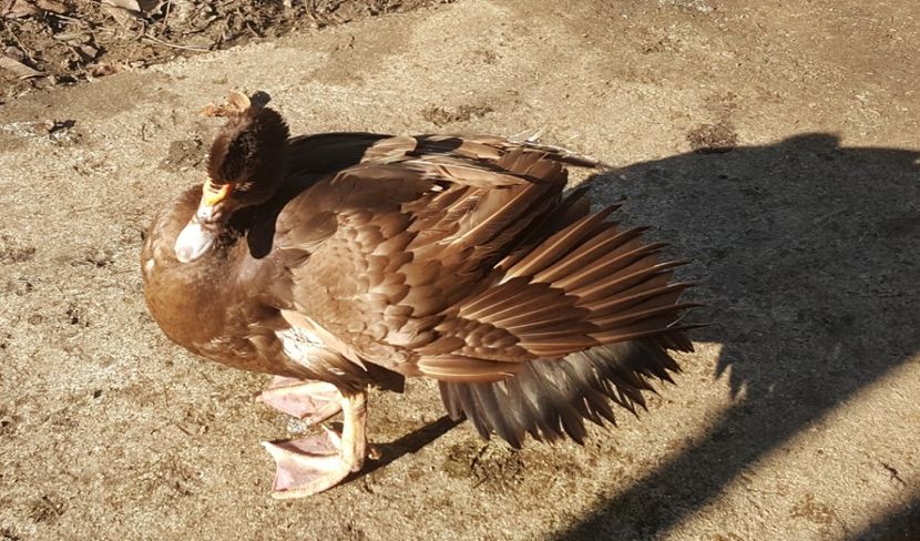  - 0001 rate lesesti matca 2018