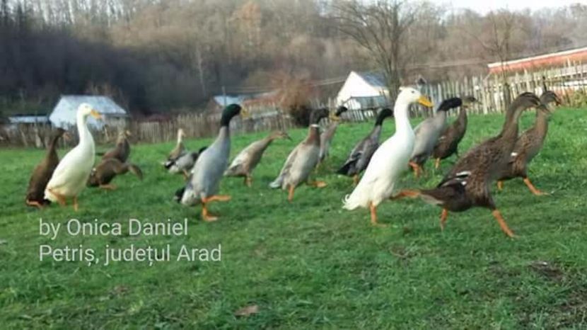  - Ouă pentru incubat