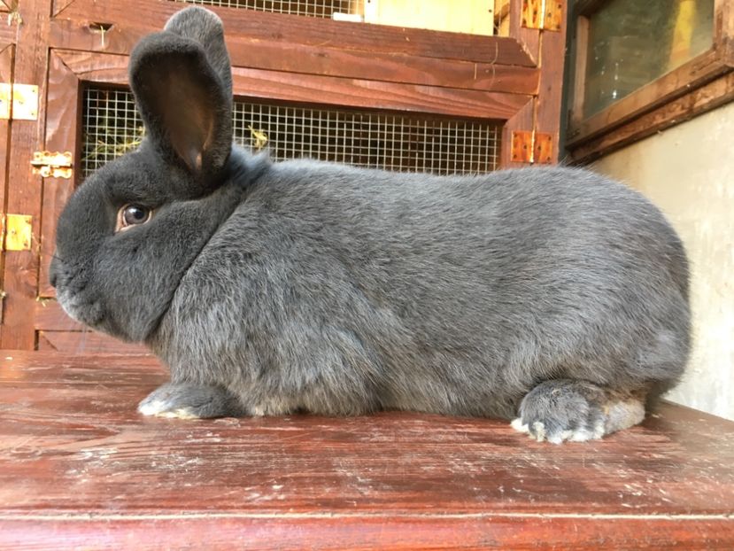 M 1-0 RO 12 3740 4,5 kg in 07.01.18 - X Iepuri ce i-am avut