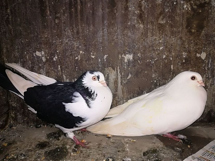 IMG-20180107-WA0020 - Perechi pe negru 2018