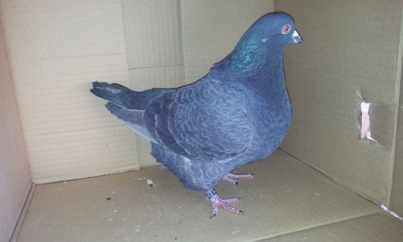 F  2016 -  23037EE-H10  Perechea 4   . - 02 TEXANI