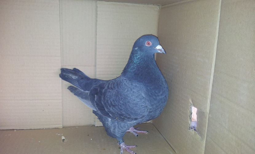 F     2016-23037EE-H10 Perechea 4  . - 02 TEXANI