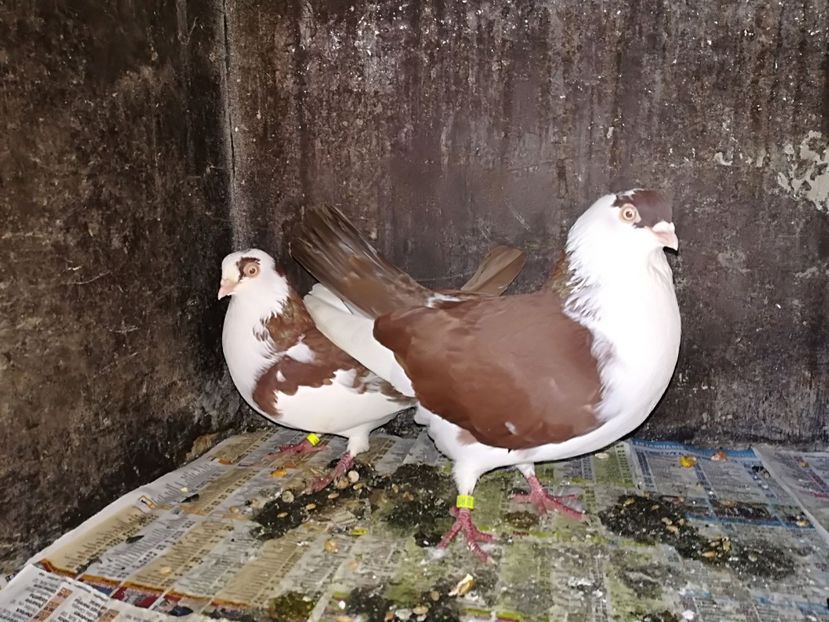 IMG-20180107-WA0021 - Perechi pe rosu 2018