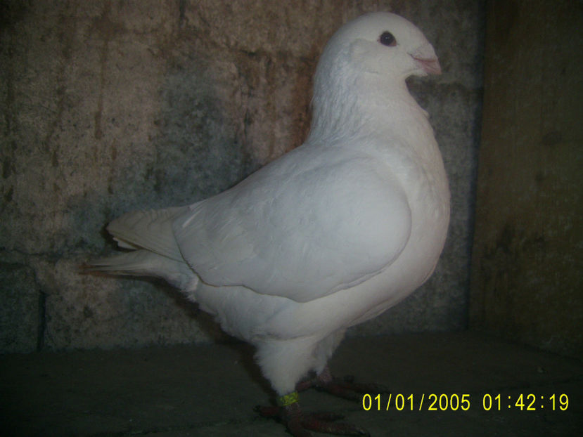 dIn baltati pe rosu - masculi matca - 2018