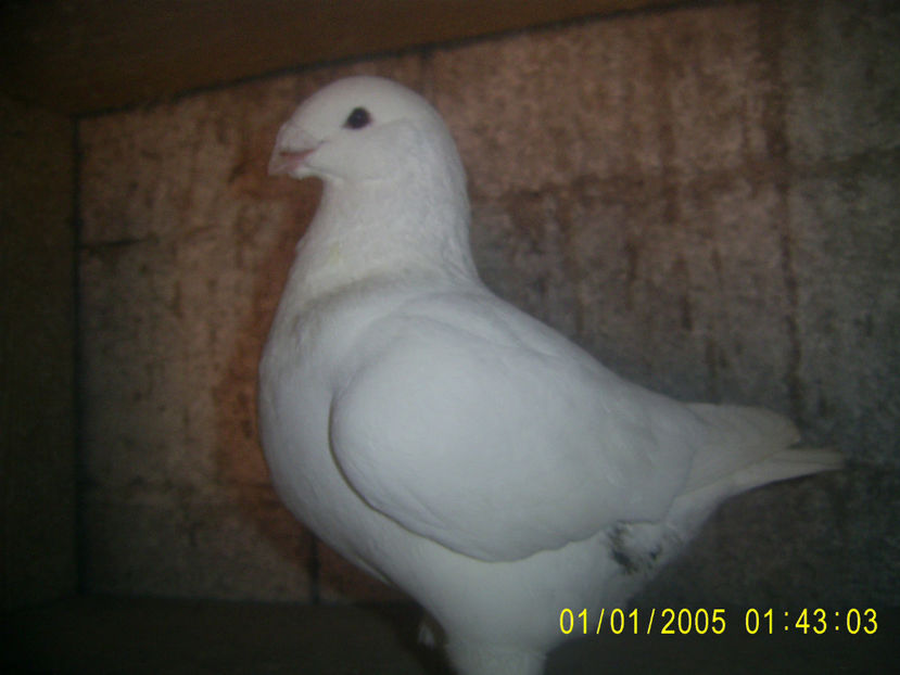 PIC_0728 - masculi matca - 2018