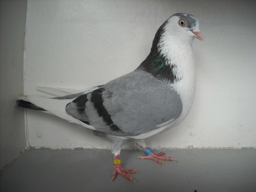  - PORUMBEI CARE MI AU APARTINUT