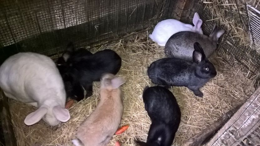  - a1-femela hycole alba