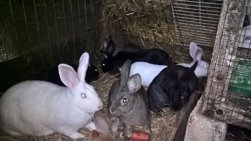  - a1-femela hycole alba