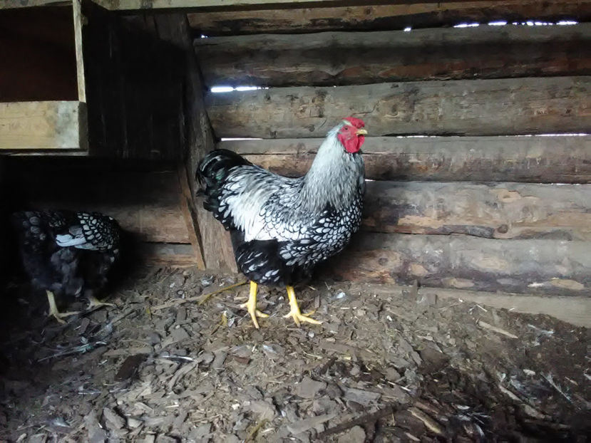  - Wyandotte argintiu 2018