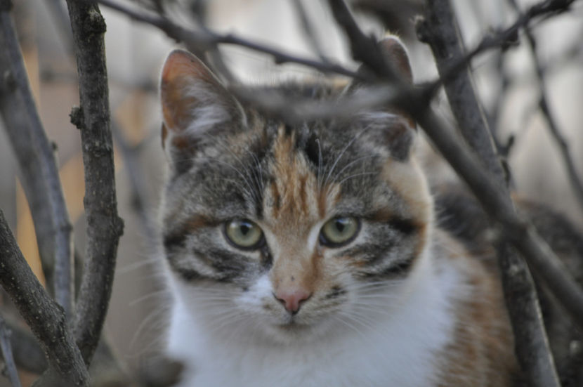 ... Deja sunt o buna alpinista. - o alta achizitie 2017