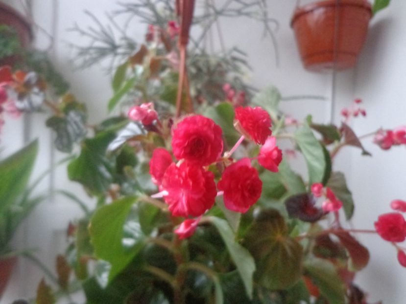 Begonia semperflorens - In glastra