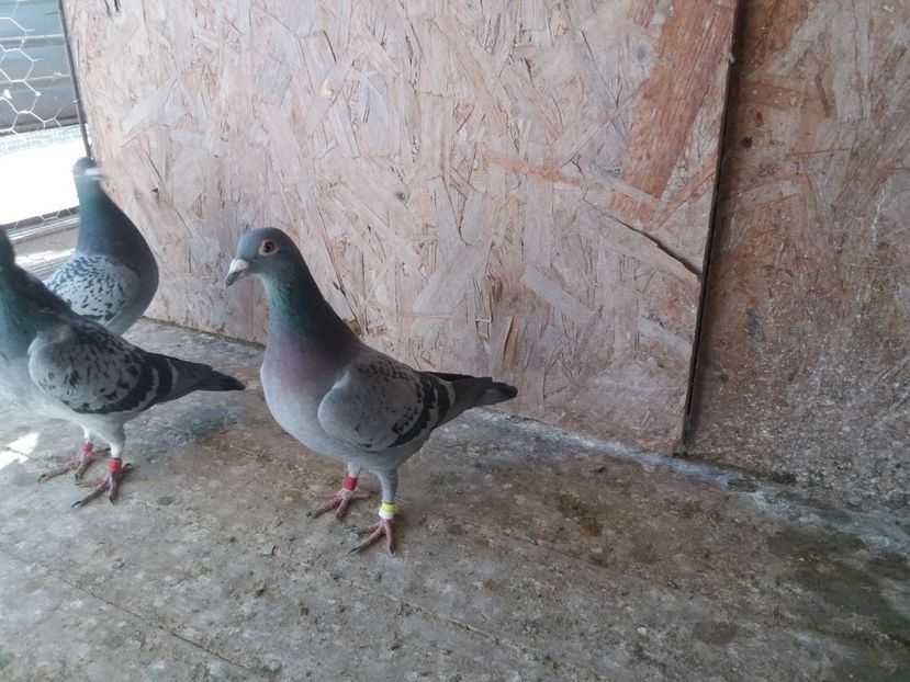 Femela 2017, Fiica 7 AS Viteza Y Expo Nationala UCPR 2017 - C Achizitii 2018