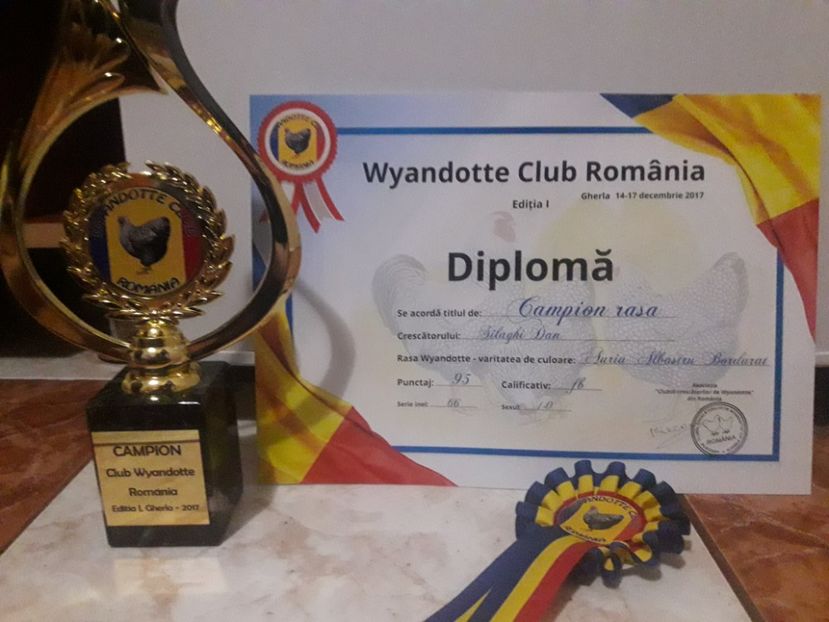 Campion Rasa - Wyandotte Club Romania -Gherla 2017 - Wyandotte Auriu Albastru