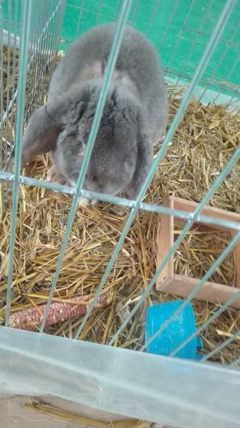 received_1880873268890159 - expoziti 2018