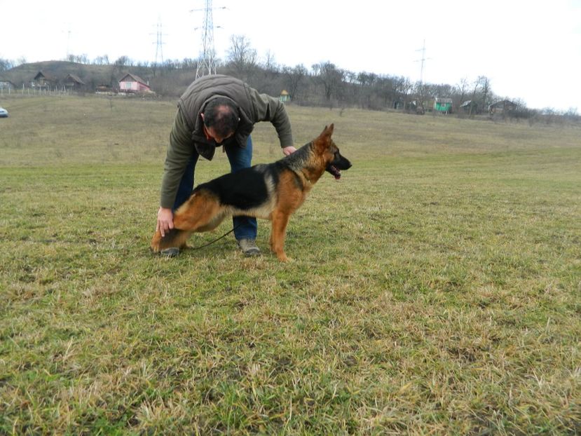  - cainii mei ciobanesc german