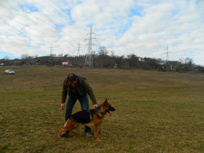  - cainii mei ciobanesc german