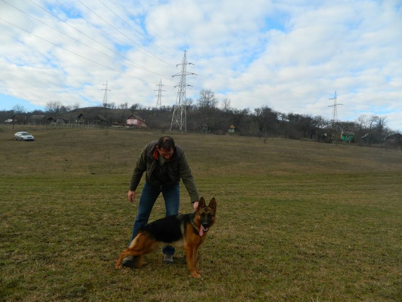  - cainii mei ciobanesc german