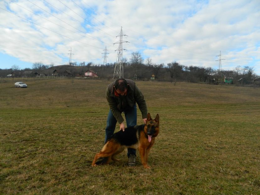  - cainii mei ciobanesc german