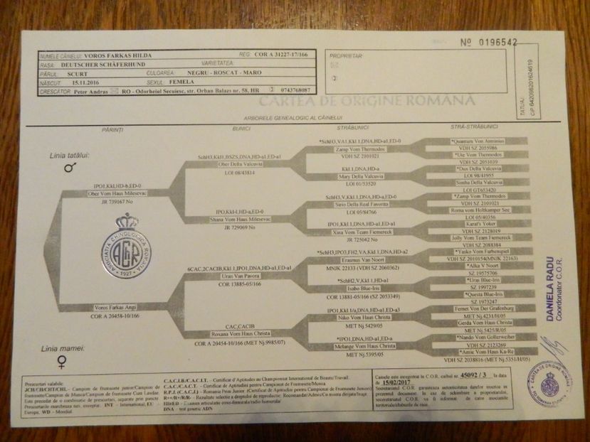  - cainii mei ciobanesc german