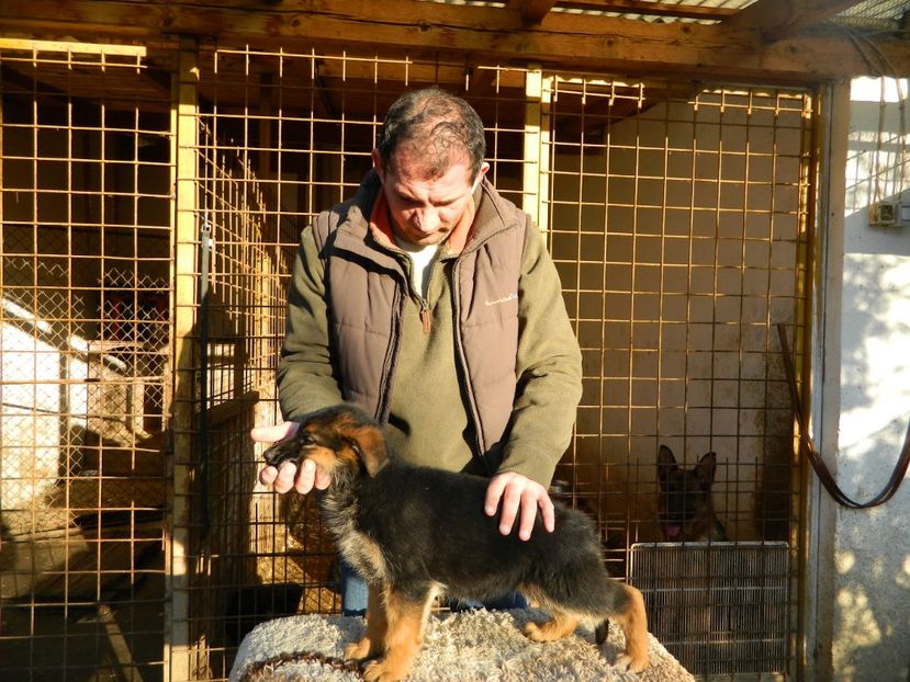  - cainii mei ciobanesc german