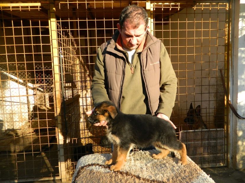  - cainii mei ciobanesc german