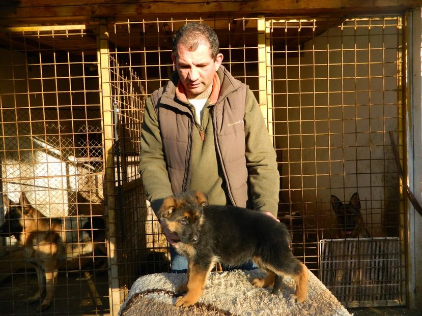  - cainii mei ciobanesc german