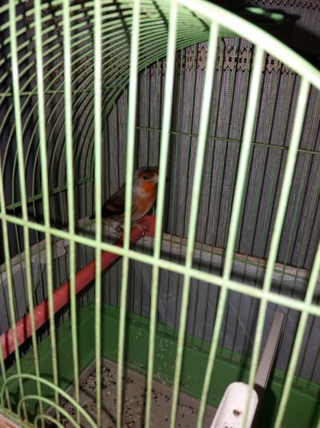  - bastard sticlete 2017