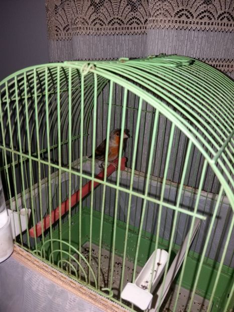  - bastard sticlete 2017